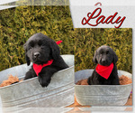 Puppy Lady Newfoundland