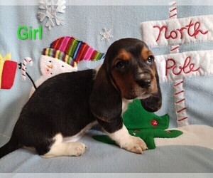 Basset Hound Puppy for Sale in CANTON, Georgia USA