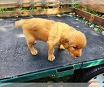 Small #7 Golden Retriever