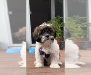 Shih Tzu Puppy for sale in WILMINGTON, MA, USA