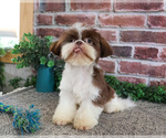 Small #3 Shih Tzu