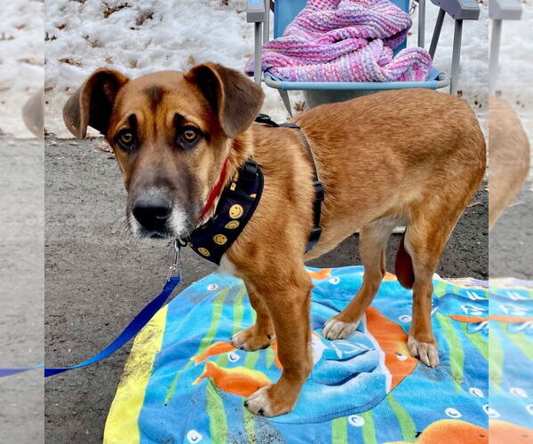 Medium Photo #25 Mutt Puppy For Sale in Canton, CT, USA