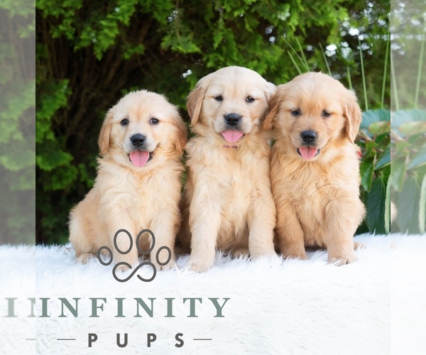 Medium Photo #3 Golden Retriever Puppy For Sale in NEWPORT, PA, USA