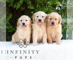 Small #2 Golden Retriever
