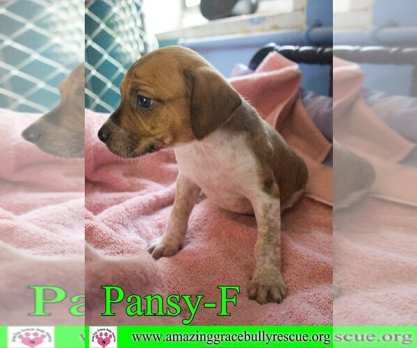 Medium Photo #9 Australian Shepherd-Beagle Mix Puppy For Sale in Pensacola, FL, USA