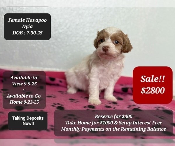 Medium Photo #2 Poovanese Puppy For Sale in TUCSON, AZ, USA