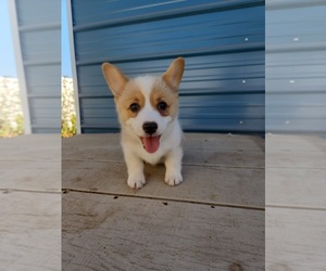 Pembroke Welsh Corgi Puppy for sale in OROVILLE, CA, USA