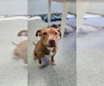 Small #1 Staffordshire Bull Terrier Mix
