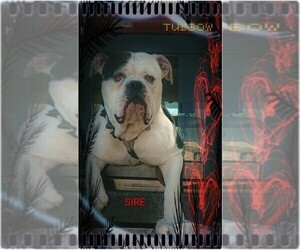 Father of the Olde English Bulldogge puppies born on 02/26/2026