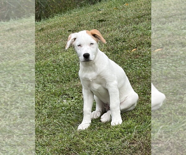 Medium Photo #3 Great Pyrenees-Unknown Mix Puppy For Sale in Brewster, NY, USA