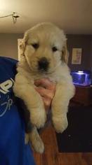 Golden Retriever Puppy for sale in BYRON, NY, USA
