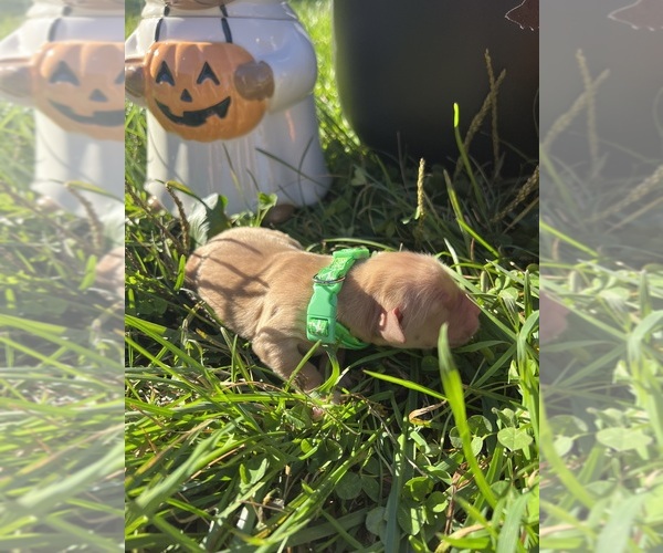 Medium Photo #9 Golden Retriever Puppy For Sale in NEOLA, WV, USA