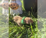 AKC Golden Retr - Male Golden Retriever Puppy for Sale - Photo #9