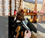 Small Photo #1 Miniature Pinscher Puppy For Sale in Winter, WI, USA