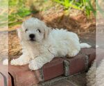 Small #1 Poochon