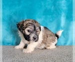 Small Photo #9 Havanese Puppy For Sale in SHAWNEE, OK, USA