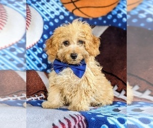 Australian Shepherd-Poodle (Toy) Mix Puppy for sale in LEOLA, PA, USA