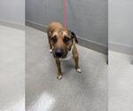 Small Mutt