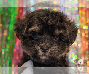 Morkie-Poodle (Toy) Mix Puppy for sale in SAFFORD, AZ, USA