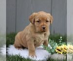 Small Photo #1 Labrador Retriever Puppy For Sale in GORDONVILLE, PA, USA