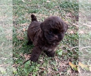 Shih Tzu Puppy for sale in CRKD RVR RNCH, OR, USA