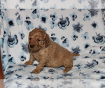 Small Photo #6 Goldendoodle (Miniature) Puppy For Sale in BLOOMINGTON, IN, USA