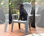 Small #7 Airedale Terrier-German Wirehaired Pointer Mix
