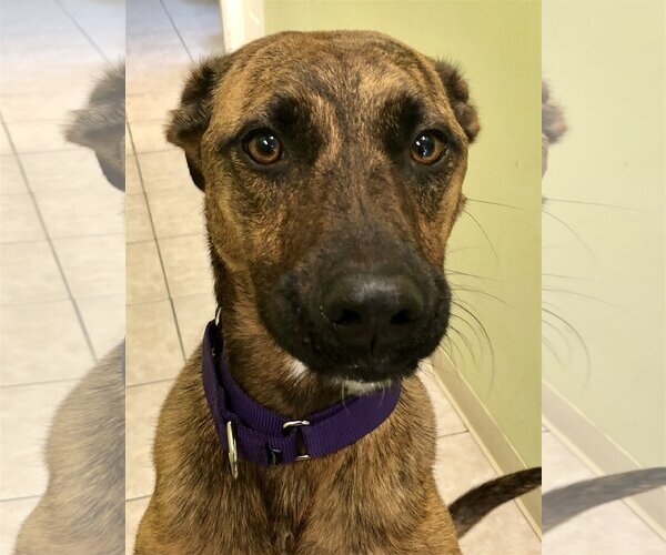 Medium Photo #5 German Shepherd Dog-Unknown Mix Puppy For Sale in Royal Palm Beach, FL, USA