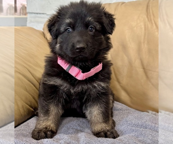 Medium Photo #48 German Shepherd Dog Puppy For Sale in BRIGHTON, CO, USA