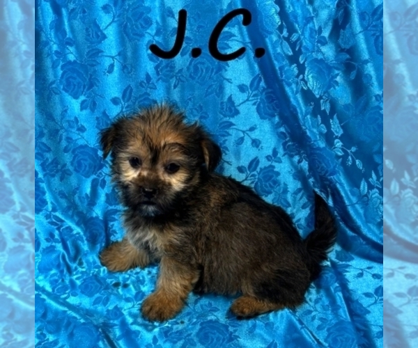 Medium Photo #1 Shorkie Tzu Puppy For Sale in HARTLAND, MN, USA