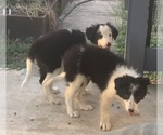 Small Photo #5 Border Collie Puppy For Sale in BLANCO, TX, USA