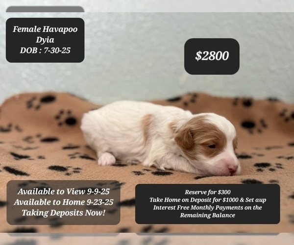 Medium Photo #1 Poovanese Puppy For Sale in TUCSON, AZ, USA