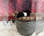 Small Photo #8 Aussiedoodle Puppy For Sale in UNIONVILLE, IA, USA