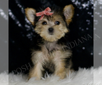 Small #1 Morkie