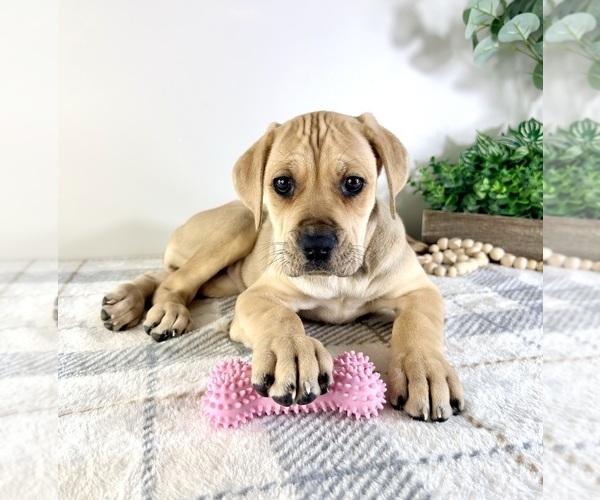 Medium Photo #3 Cane Corso Puppy For Sale in GREENFIELD, IN, USA