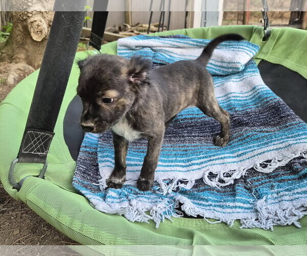 Medium Photo #1 Labrador Retriever-Unknown Mix Puppy For Sale in Holly Springs, NC, USA