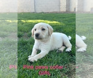 Labrador Retriever Puppy for Sale in GOODYEAR, Arizona USA