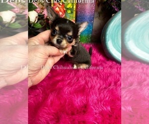 Chihuahua Puppy for Sale in TRACY, California USA