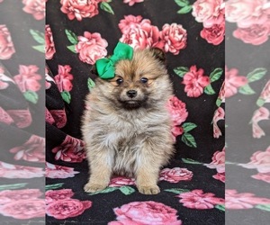 Pomeranian Puppy for sale in CHRISTIANA, PA, USA