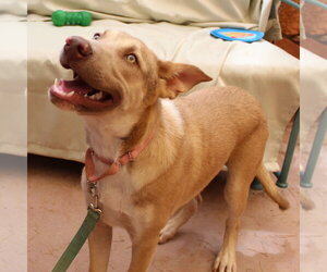 Jojo(now Oakland) - Male Mutt Dog for Adoption - Photo #3