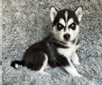 Puppy Poppy Siberian Husky
