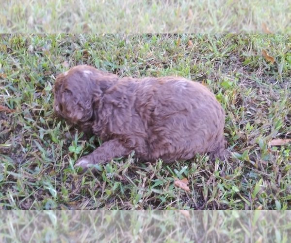 Medium Photo #5 Aussiedoodle-Australian Shepherd Mix Puppy For Sale in ARCHDALE, NC, USA