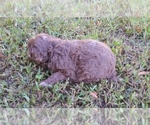 Small Photo #5 Aussiedoodle-Australian Shepherd Mix Puppy For Sale in ARCHDALE, NC, USA