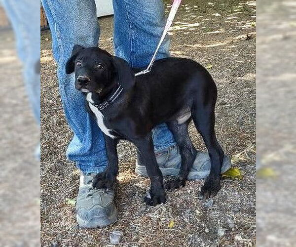 Medium Photo #2 Labrador Retriever-Unknown Mix Puppy For Sale in Golden Valley, AZ, USA