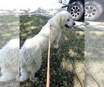 Small #8 Great Pyrenees