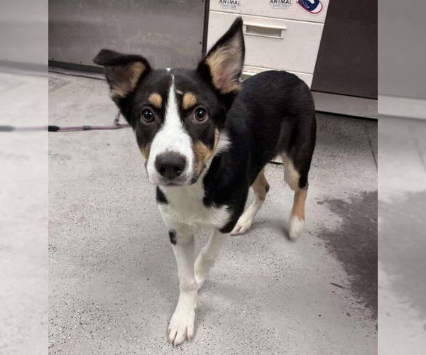 Medium Photo #1 Border Collie-Unknown Mix Puppy For Sale in Lodi, CA, USA