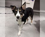 Small Border Collie Mix