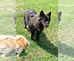 Small Photo #5 Australian Shepherd-Kai Dog Mix Puppy For Sale in Millsboro, DE, USA