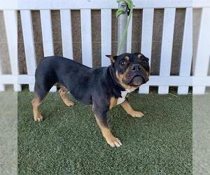 American Bulldog Dogs for adoption in Modesto, CA, USA