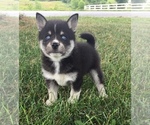 Small Photo #18 Alaskan Klee Kai Puppy For Sale in WINCHESTER, OH, USA